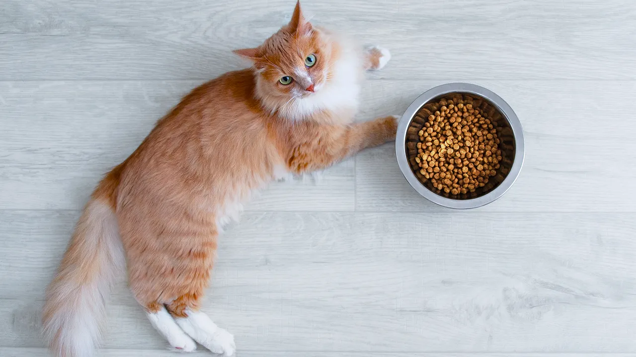 Date degli schizzinosi ai vostri gatti perché lasciano sempre un po’ di cibo nella ciotola? In realtà esiste una spiegazione scientifica