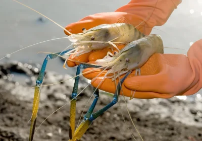 Spillover acquatico, in Asia e Australia c’è un virus dei gamberi che sembra causare una grave infezione oculare negli esseri umani