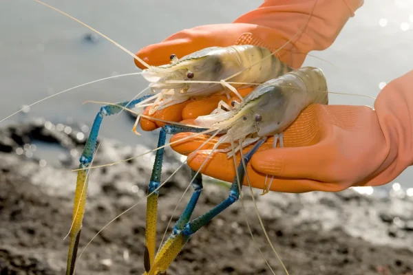 Spillover acquatico, in Asia e Australia c’è un virus dei gamberi che sembra causare una grave infezione oculare negli esseri umani