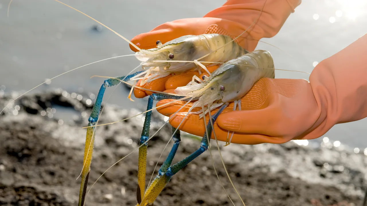 Spillover acquatico, in Asia e Australia c’è un virus dei gamberi che sembra causare una grave infezione oculare negli esseri umani