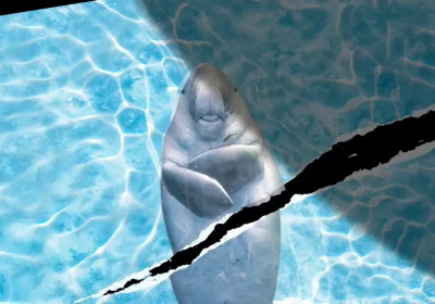 Hormuz, per la fauna marina nello stretto non c’è tregua dalla guerra