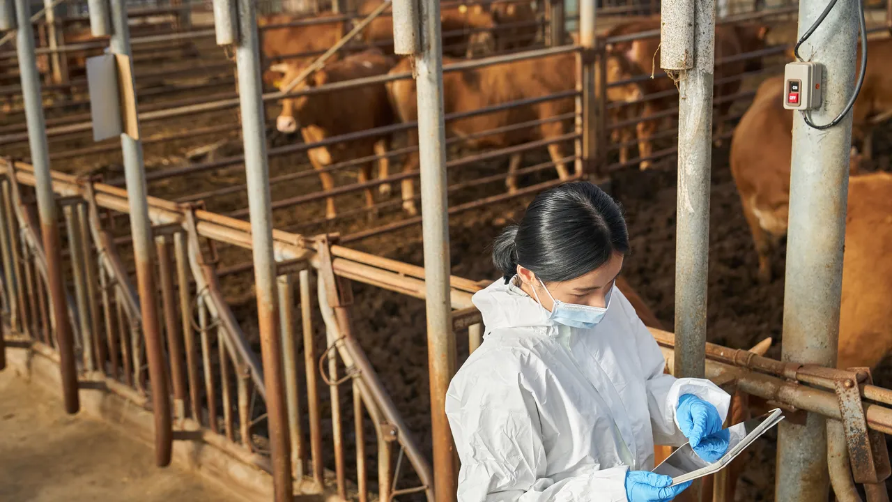 Dermatite nodulare contagiosa dei bovini in Sardegna: cosa devi sapere e i rischi per l’uomo