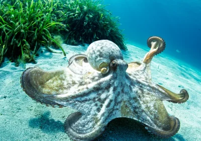 Sono stati svelati tutti i misteri del “pene” dei polpi, organo di senso e di accoppiamento (anche al buio)