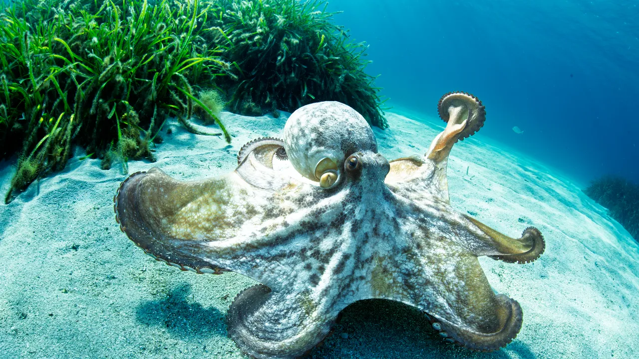 Sono stati svelati tutti i misteri del “pene” dei polpi, organo di senso e di accoppiamento (anche al buio)