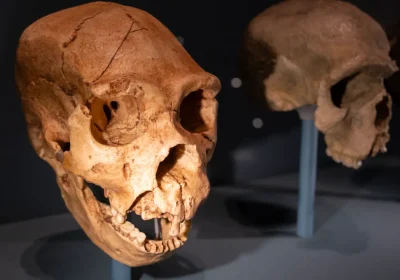 Superiamo il pregiudizio: le affinità sorprendentemente simili tra il nostro cervello e quello dei Neanderthal