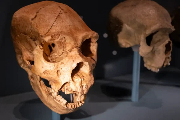 Superiamo il pregiudizio: le affinità sorprendentemente simili tra il nostro cervello e quello dei Neanderthal