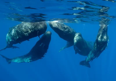 I potenti clic dei capodogli non solo assomigliano alle nostre vocali, ma fanno parte di un sistema di comunicazione simile al nostro