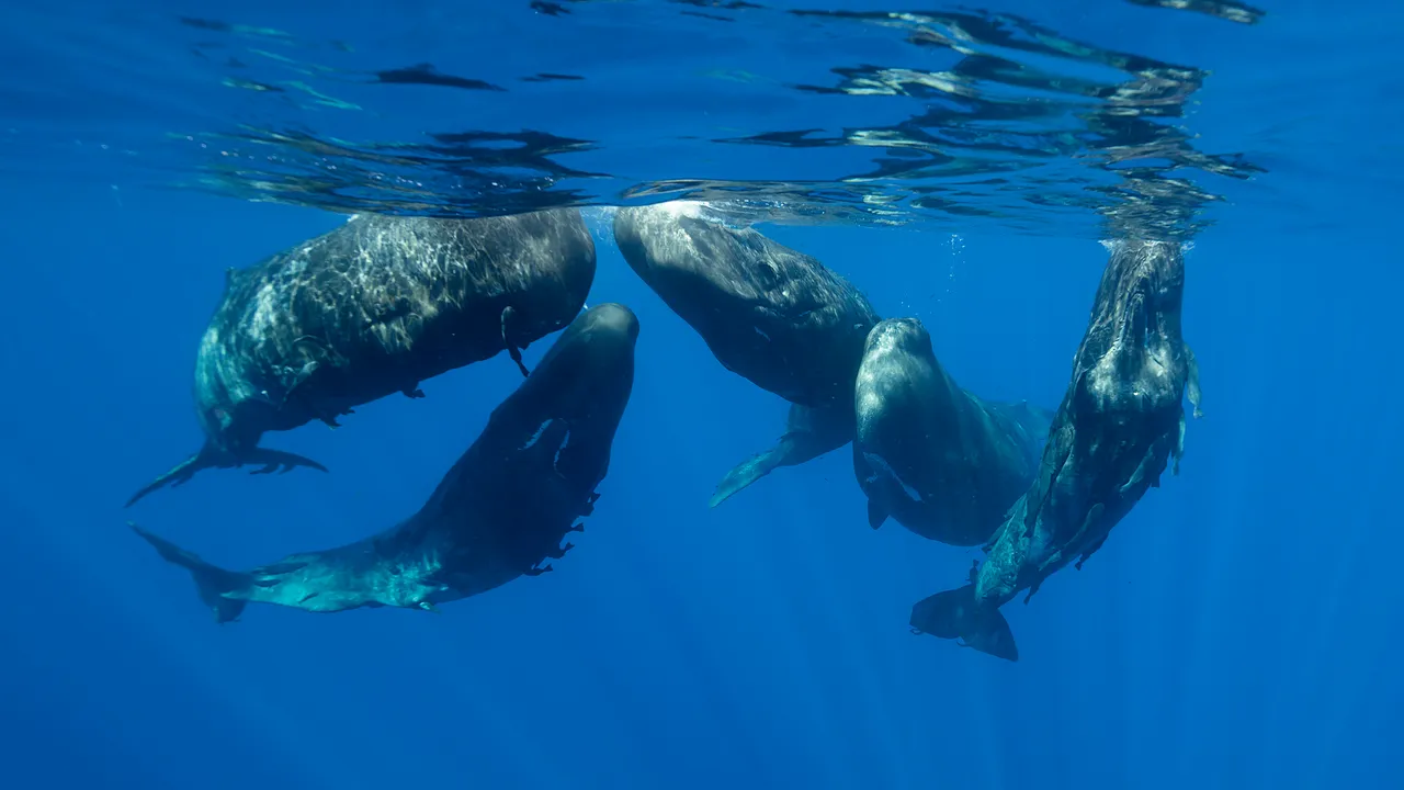 I potenti clic dei capodogli non solo assomigliano alle nostre vocali, ma fanno parte di un sistema di comunicazione simile al nostro