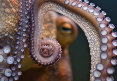 I Giganteschi Predatori degli Oceani del Cretaceo: Gli Antenati dei Polpi Lunghi 20 Metri