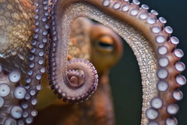 I Giganteschi Predatori degli Oceani del Cretaceo: Gli Antenati dei Polpi Lunghi 20 Metri