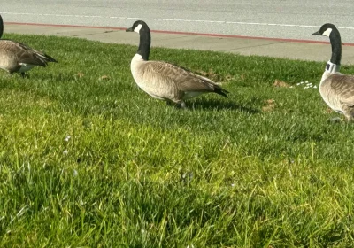 Il piano innovativo di una città per allontanare le oche