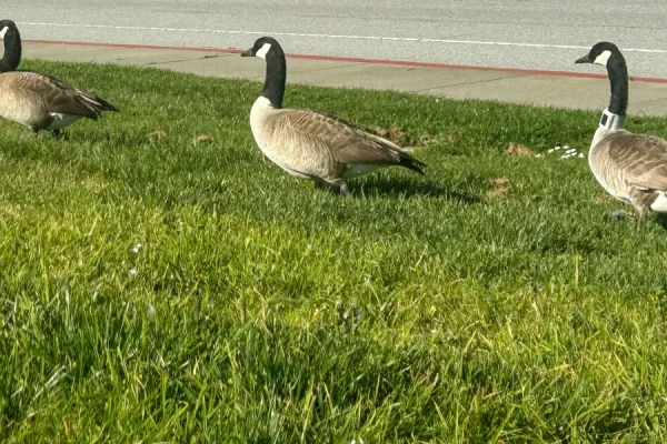 Il piano innovativo di una città per allontanare le oche