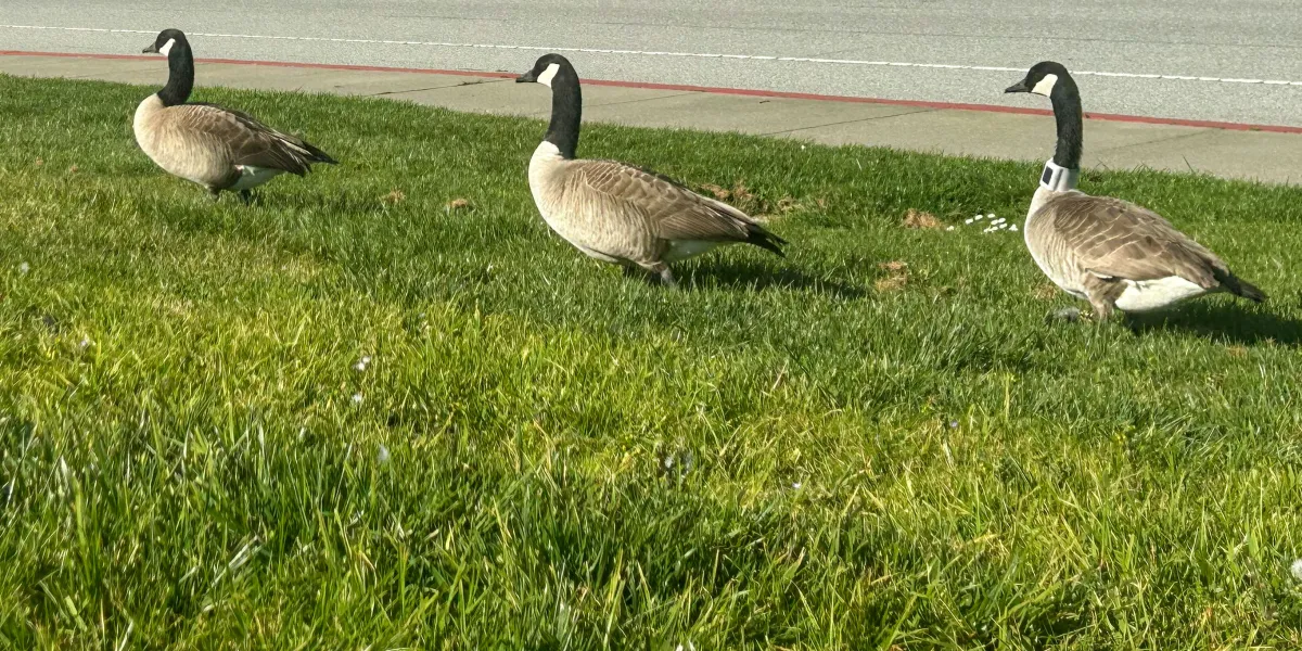 Il piano innovativo di una città per allontanare le oche