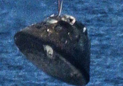 Le macchie sullo scudo termico di Orion della missione Artemis II viste durante il rientro non sarebbero preoccupanti