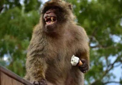 Le scimmie di Gibilterra: l’inaspettato problema del consumo di terra e le nostre responsabilità