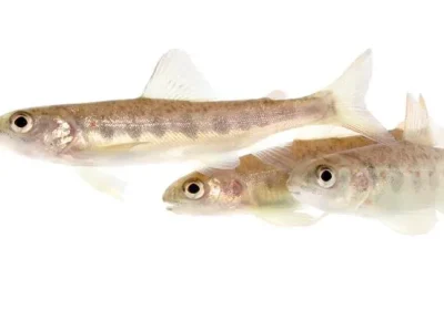 L’inquinamento da cocaina altera il comportamento dei salmoni, costringendoli a nuotare più lontano