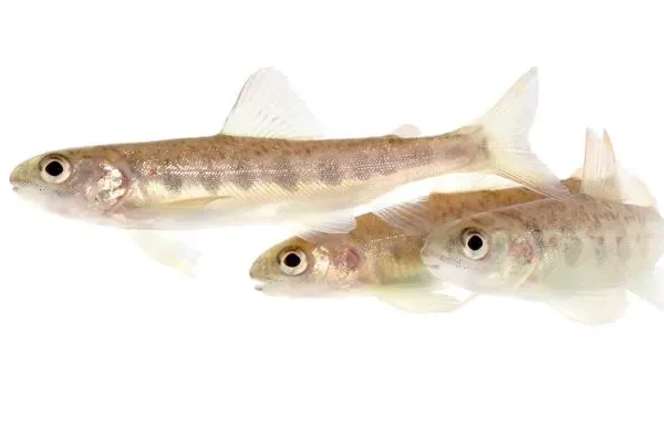 L’inquinamento da cocaina altera il comportamento dei salmoni, costringendoli a nuotare più lontano