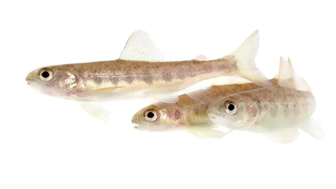 L’inquinamento da cocaina altera il comportamento dei salmoni, costringendoli a nuotare più lontano