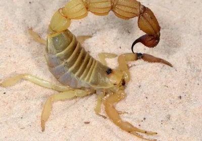 Armi letali degli scorpioni: pungiglioni velenosi e tenaglie di metallo nel mondo animale