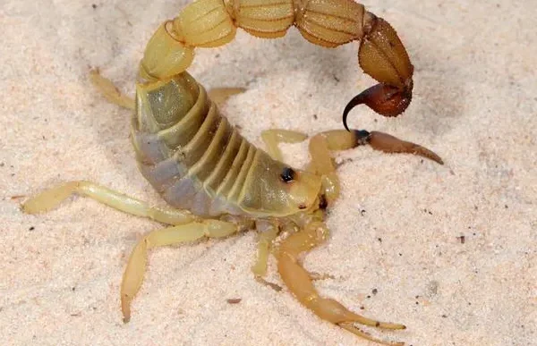 Armi letali degli scorpioni: pungiglioni velenosi e tenaglie di metallo nel mondo animale