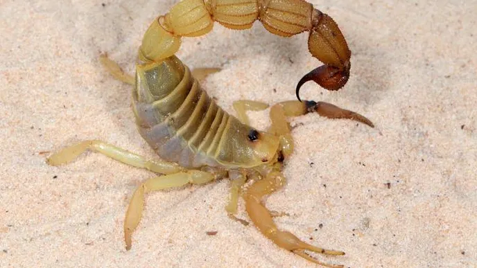Armi letali degli scorpioni: pungiglioni velenosi e tenaglie di metallo nel mondo animale