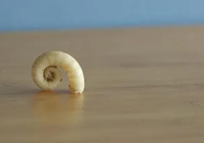 Svelate le origini evolutive di calamari e seppie, enigmatiche creature sopravvissute alla più grande estinzione di massa della Terra