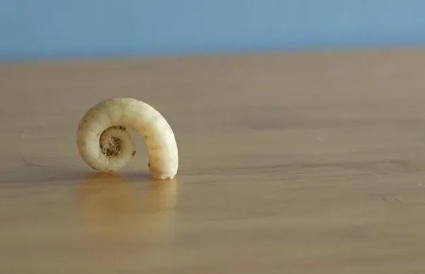 Svelate le origini evolutive di calamari e seppie, enigmatiche creature sopravvissute alla più grande estinzione di massa della Terra