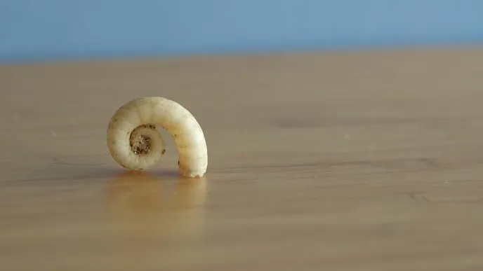 Svelate le origini evolutive di calamari e seppie, enigmatiche creature sopravvissute alla più grande estinzione di massa della Terra