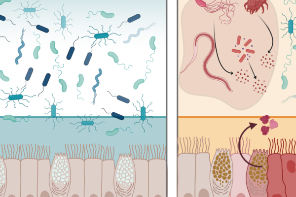 Una proteina naturale per difendere l’intestino dalle infezioni