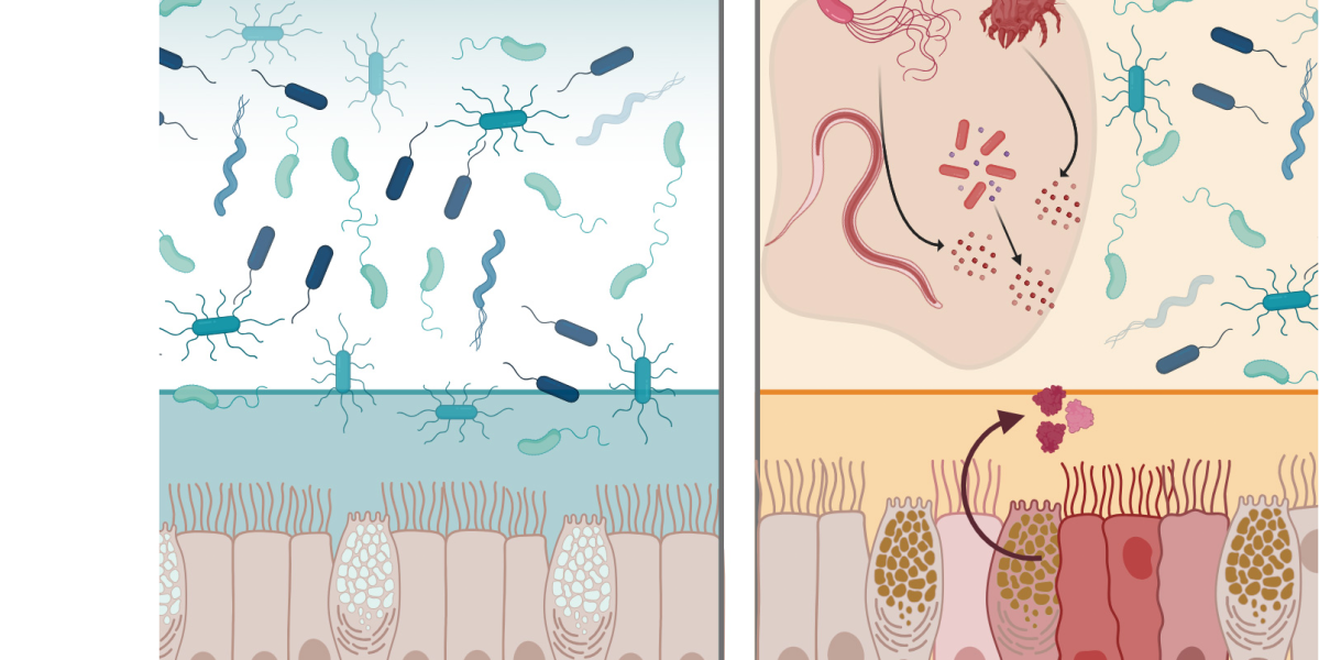 Una proteina naturale per difendere l’intestino dalle infezioni
