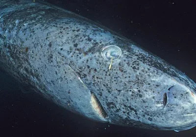 Il Segreto Centenario degli Squali della Groenlandia: Come Sopravvivono con un Cuore Malato