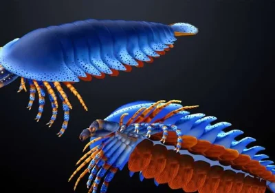 Un fossile ritrovato nello Utah sposta indietro di 20 milioni di anni la comparsa dei cheliceri, le zanne tipiche di ragni e scorpioni