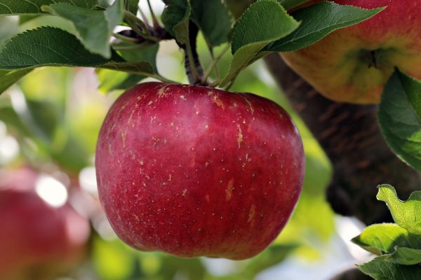 Apple Rivoluziona la Fotocamera dell’iPhone 18 Pro: Ecco Tutte le Novità!