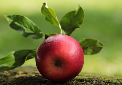 Apple svela il suo terremoto interno: il futuro di Siri, la successione e la prova di John Ternus