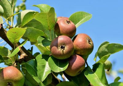 Apple Watch: Scopri le Due Imperdibili Sfide di Aprile!