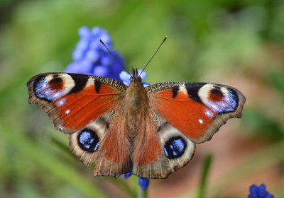 iOS 27: Scopri le Due Novità Imperdibili in Arrivo!