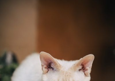 Allerta negli USA: un inquinante inaspettato dall’agricoltura minaccia l’aria