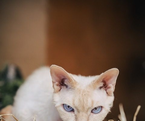 Allerta negli USA: un inquinante inaspettato dall’agricoltura minaccia l’aria