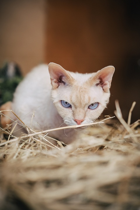 Allerta negli USA: un inquinante inaspettato dall’agricoltura minaccia l’aria