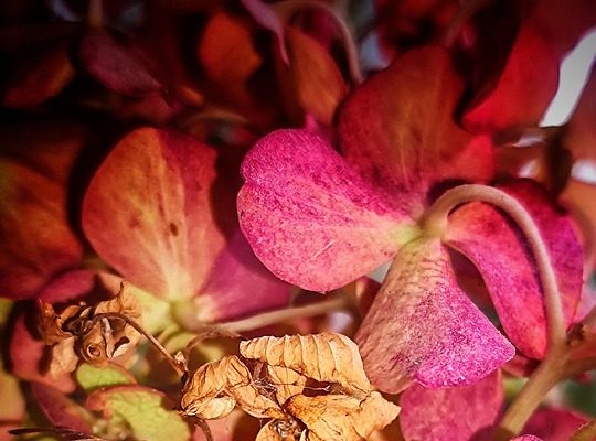 Terrafab: Elon Musk Accelera il Progetto con Nuova Energia!