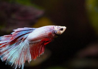 Beta 4 di iOS 26.5 e degli Altri Sistemi Operativi: Novità e Funzionalità da Scoprire