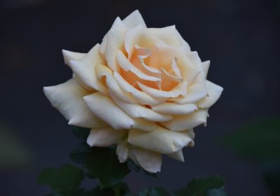 Guida semplice per creare un sito web di matrimonio