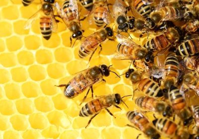 Unisciti alla Petizione per Salvare le Api, Fondamentali per la Vita!