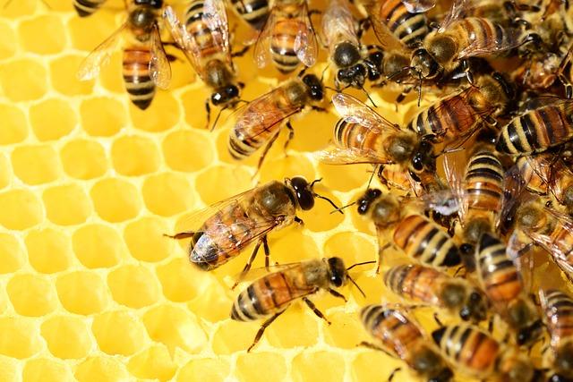 Unisciti alla Petizione per Salvare le Api, Fondamentali per la Vita!
