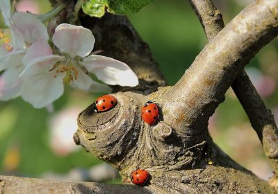 Apple lancia la Beta 2 di iOS 16.5: Novità e Aggiornamenti Esclusivi!