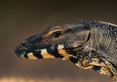 Monitor con telecomando in offerta: scopri l’occasione imperdibile!