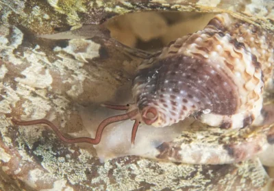 La ‘nostra’ lumaca vampiro è in finale al concorso Mollusco dell’anno 2026 e se vince si porterà a casa il sequenziamento del genoma