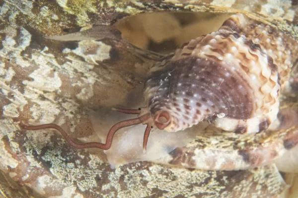 La ‘nostra’ lumaca vampiro è in finale al concorso Mollusco dell’anno 2026 e se vince si porterà a casa il sequenziamento del genoma