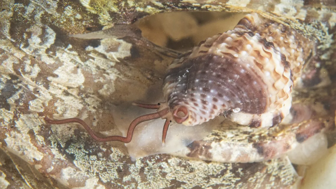 La ‘nostra’ lumaca vampiro è in finale al concorso Mollusco dell’anno 2026 e se vince si porterà a casa il sequenziamento del genoma