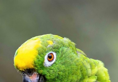 Amazon acquisisce Globalstar e rafforza la partnership con Apple: ecco cosa c’è da sapere!